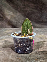 Pink Variegated Raven ZZ Plant (Sep-8-29-ER)