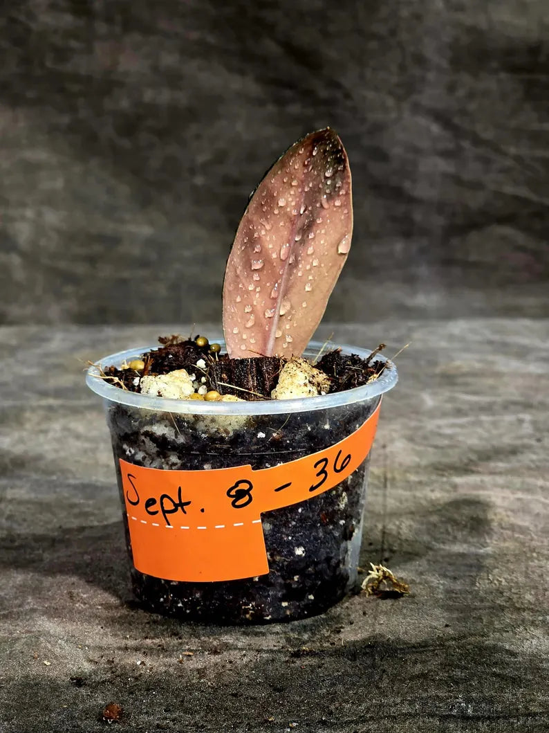 Pink Variegated Raven ZZ Plant (Sep-8-36-ER)