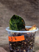Pink Variegated Raven ZZ Plant (Sep-8-37-ER)