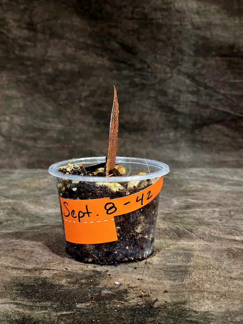 Pink Variegated Raven ZZ Plant (Sep-8-42-ER)