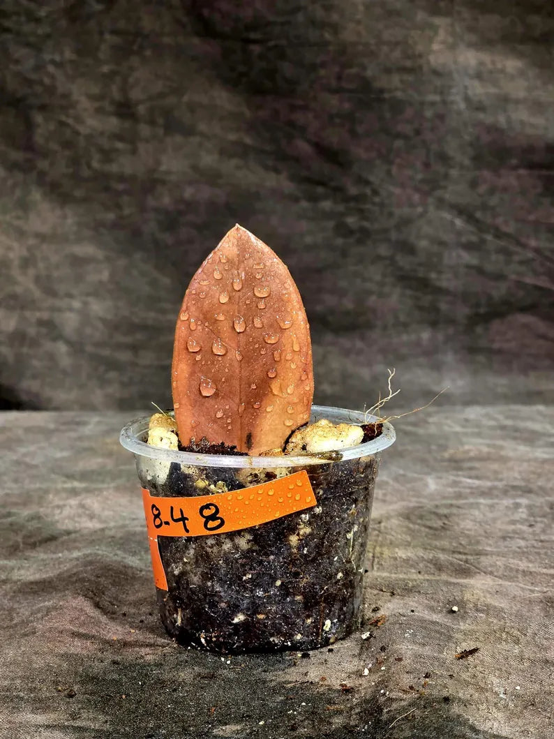 Pink Variegated Raven ZZ Plant (Sep-8-48-ER)