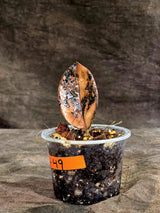 Pink Variegated Raven ZZ Plant (Sep-8-49-ER)