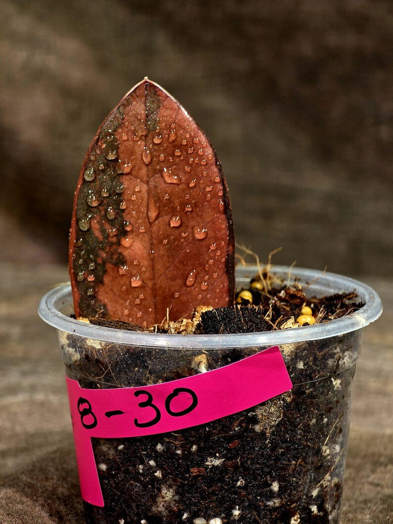 Pink Variegated Raven ZZ Plant (Sep-8-30-ER)