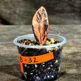 Pink Variegated Raven ZZ Plant (Sep-8-32-ER)