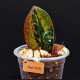 Pink Variegated Raven ZZ Plant (Sep-8-26-ER)