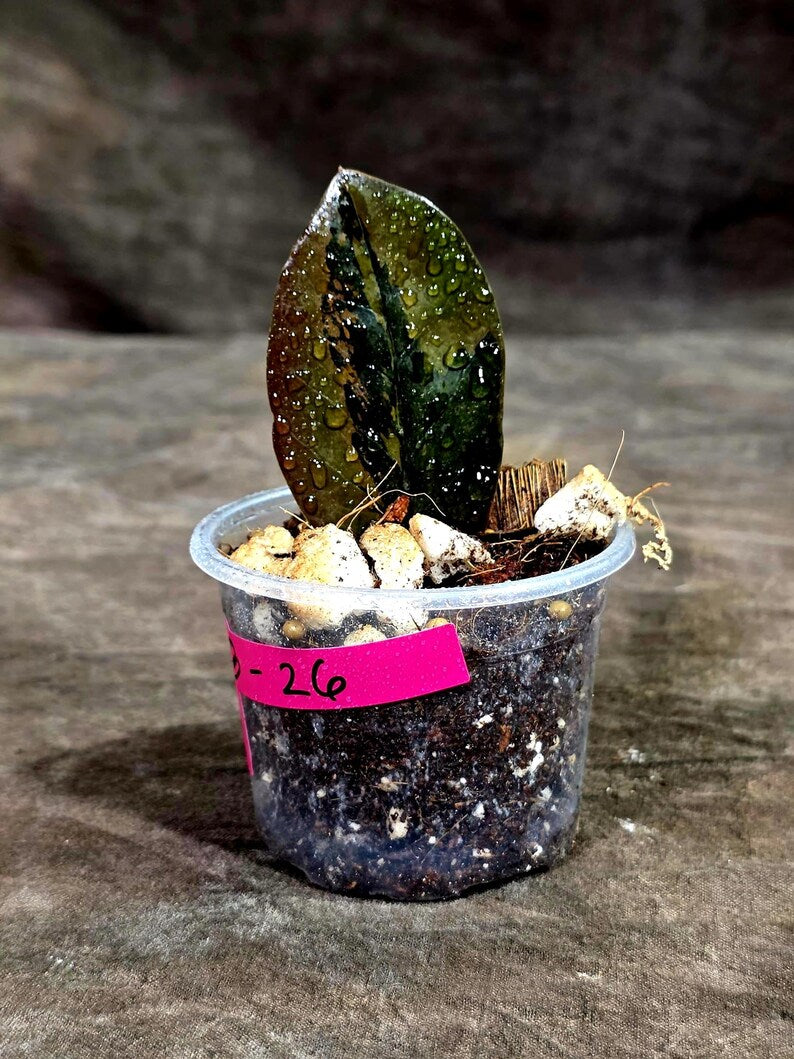 Pink Variegated Raven ZZ Plant (Sep-8-26-ER)