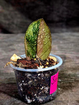 Pink Variegated Raven ZZ Plant (Sep-8-26-ER)