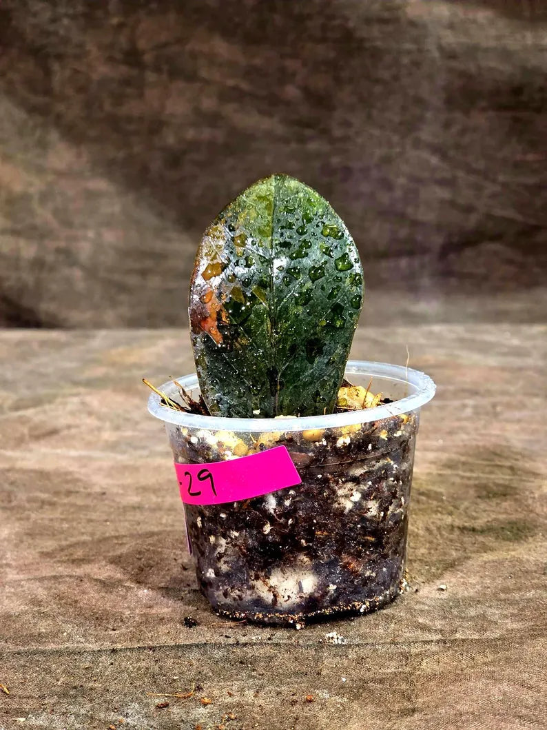 Pink Variegated Raven ZZ Plant (Sep-8-29-ER)