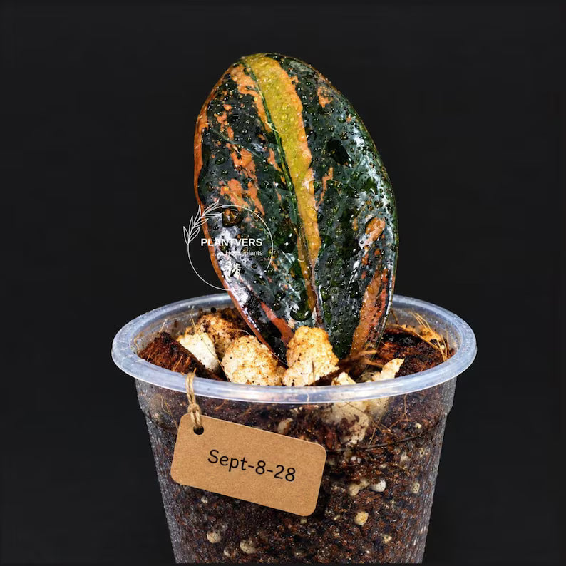 Pink Variegated Raven ZZ Plant (Sep-8-28-ER)