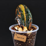 Pink Variegated Raven ZZ Plant (Sep-8-28-ER)