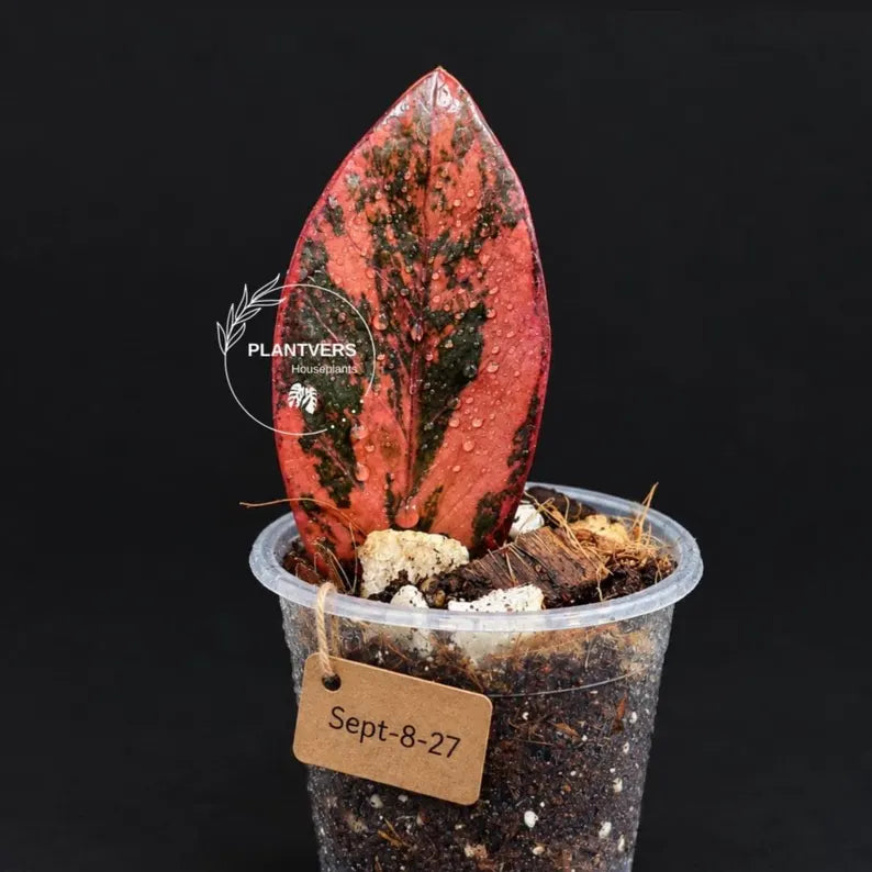 Pink Variegated Raven ZZ Plant (Sep-8-27-ER)