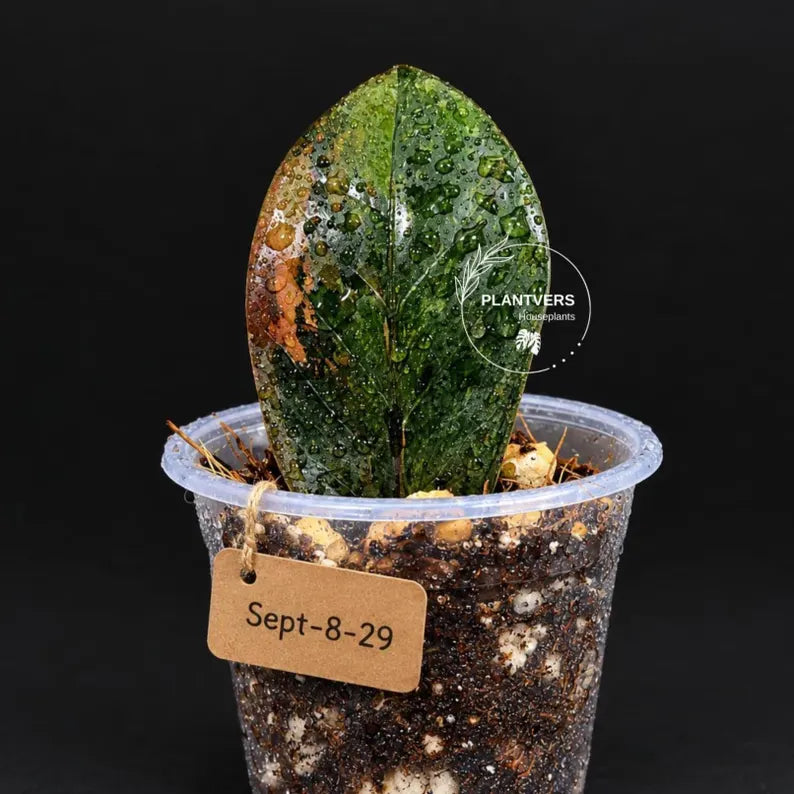Pink Variegated Raven ZZ Plant (Sep-8-29-ER)