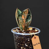 Pink Variegated Raven ZZ Plant (Sep-8-46-ER)