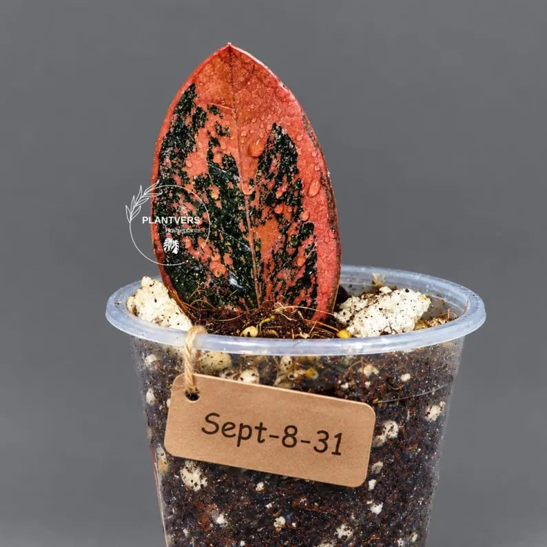 Pink Variegated Raven ZZ Plant (Sep-8-31-ER)