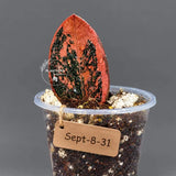 Pink Variegated Raven ZZ Plant (Sep-8-31-ER)