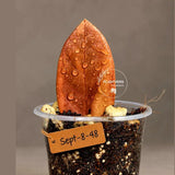 Pink Variegated Raven ZZ Plant (Sep-8-48-ER)
