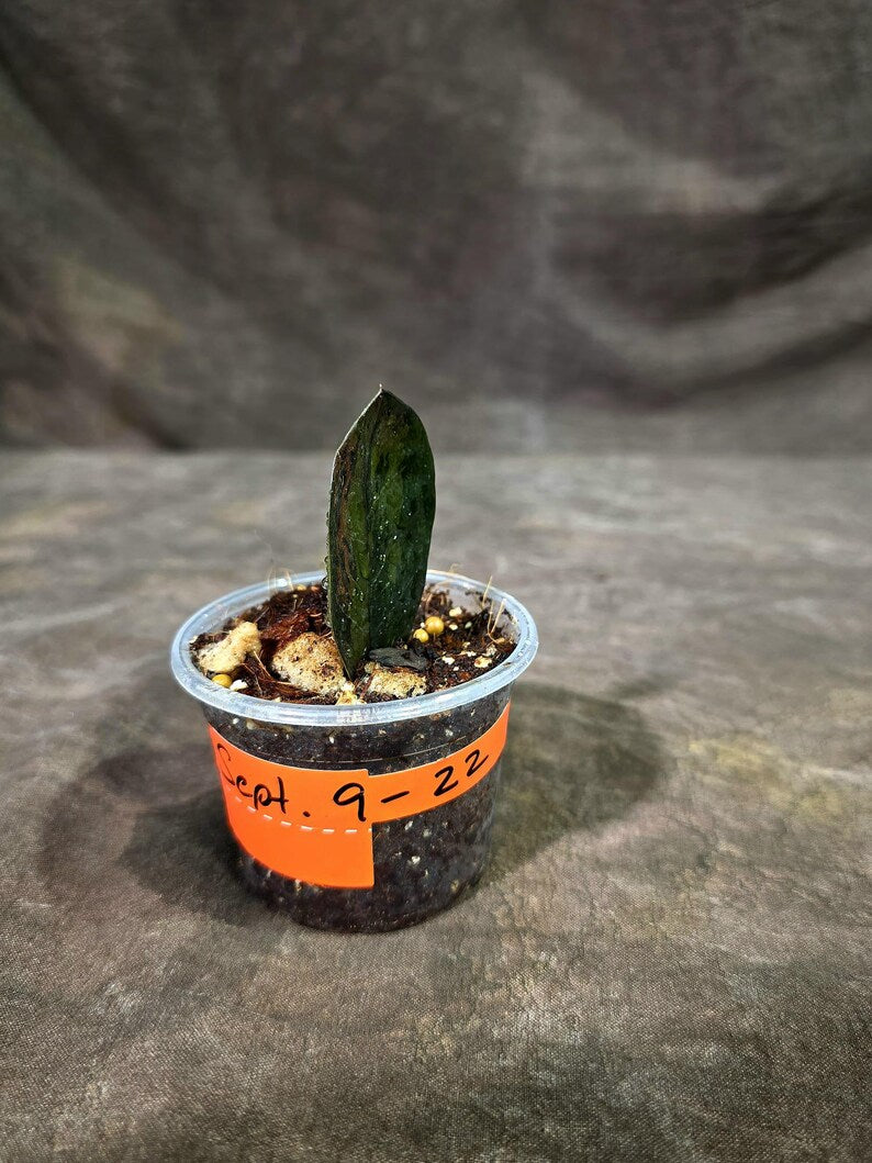 Pink Variegated Raven ZZ Plant (Sep-9-22-ER)