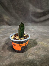 Pink Variegated Raven ZZ Plant (Sep-9-22-ER)