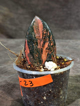 Pink Variegated Raven ZZ Plant (Sep-9-23-ER)