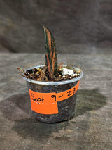 Pink Variegated Raven ZZ Plant (Sep-9-23-ER)