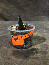Pink Variegated Raven ZZ Plant (Sep-9-24-ER)
