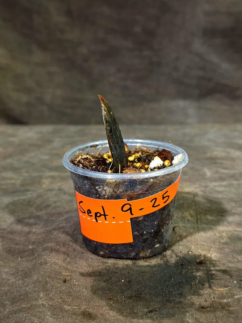 Pink Variegated Raven ZZ Plant (Sep-9-25-ER)