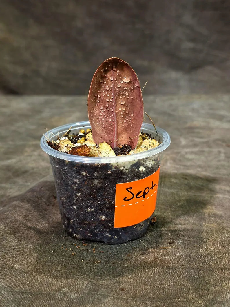 Pink Variegated Raven ZZ Plant (Sep-9-30-ER)