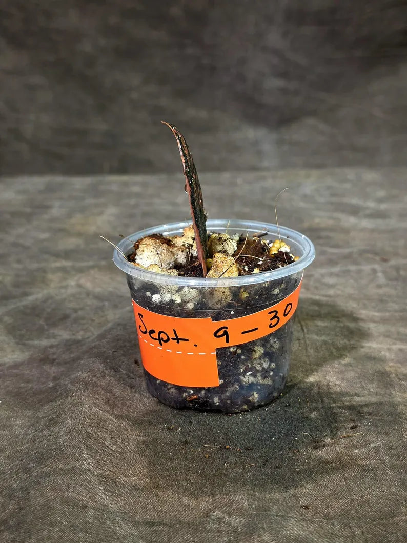 Pink Variegated Raven ZZ Plant (Sep-9-30-ER)