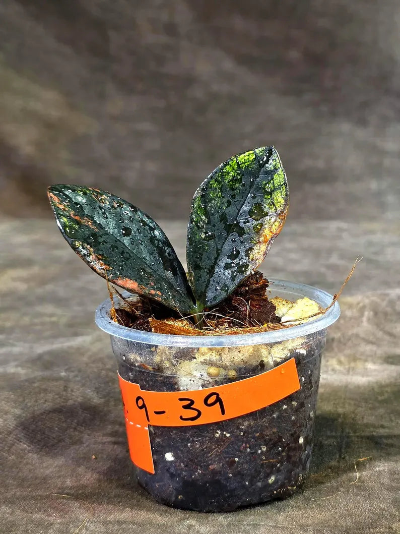 Pink Variegated Raven ZZ Plant (Sep-9-39-ER)