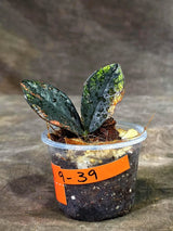 Pink Variegated Raven ZZ Plant (Sep-9-39-ER)