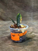 Pink Variegated Raven ZZ Plant (Sep-9-39-ER)