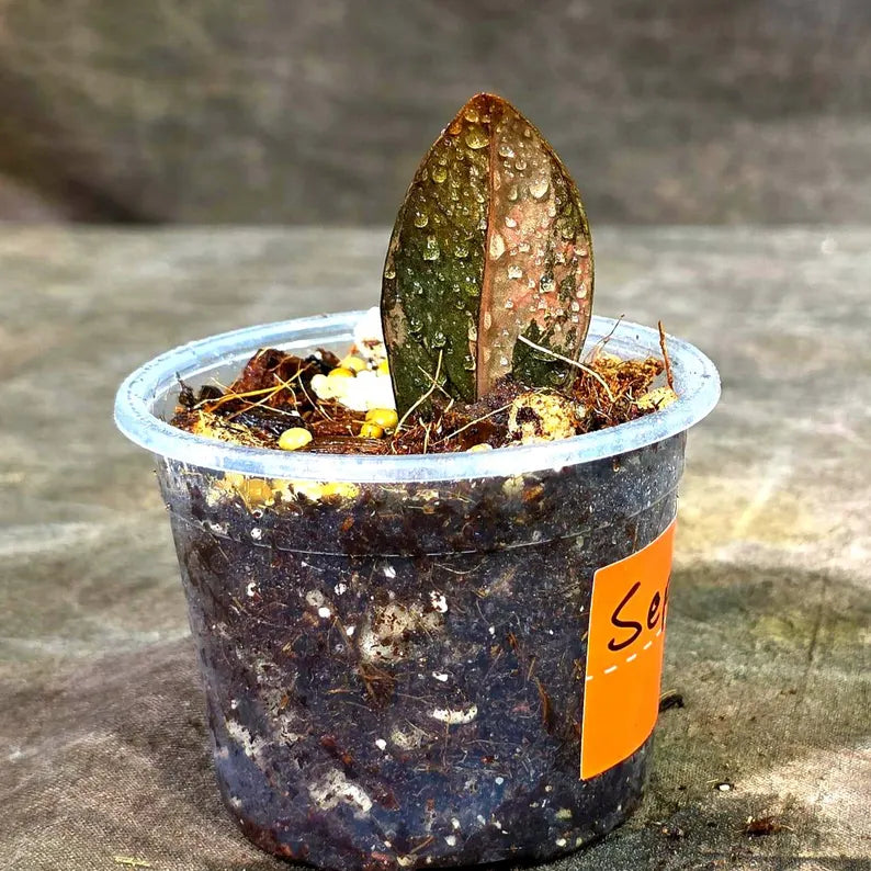 Pink Variegated Raven ZZ Plant (Sep-9-25-ER)