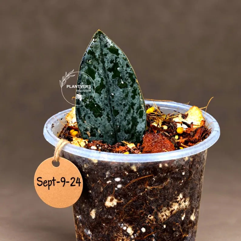 Pink Variegated Raven ZZ Plant (Sep-9-24-ER)