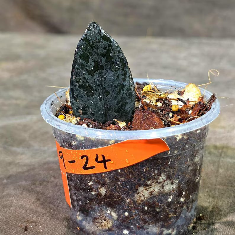 Pink Variegated Raven ZZ Plant (Sep-9-24-ER)