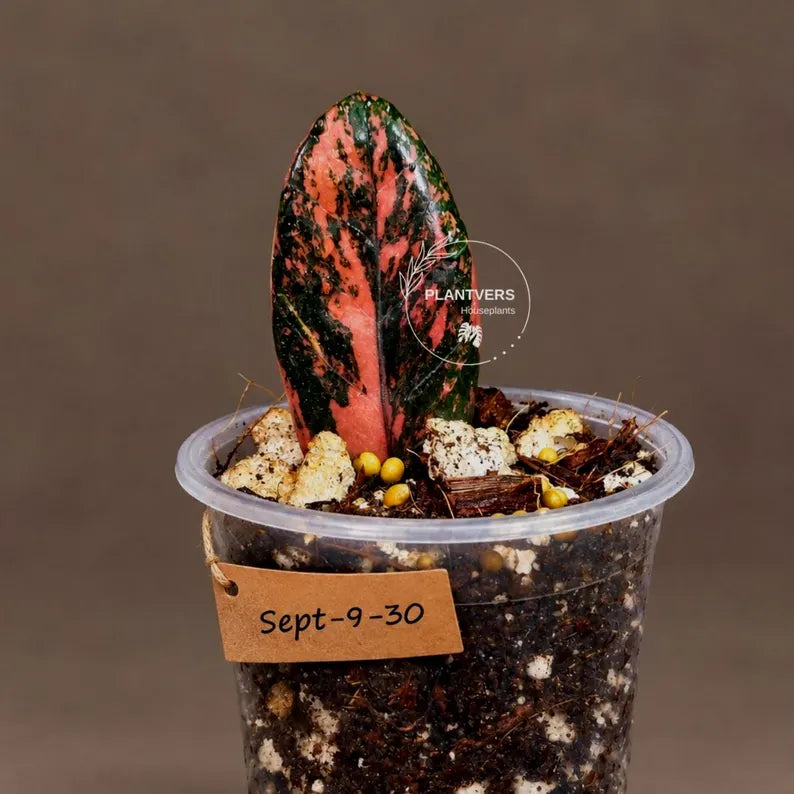 Pink Variegated Raven ZZ Plant (Sep-9-30-ER)