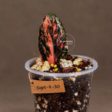Pink Variegated Raven ZZ Plant (Sep-9-30-ER)