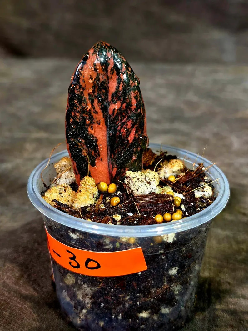 Pink Variegated Raven ZZ Plant (Sep-9-30-ER)