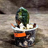 Pink Variegated Raven ZZ Plant (Sep-8-39-ER)