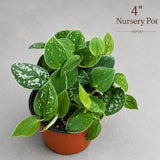 Silver Pothos Live Plant - RARE Silver Satin or Silvery Anne - Scindapsus Pictus - Silver Leaf Tropical Indoor Houseplant - Hardy Houseplant