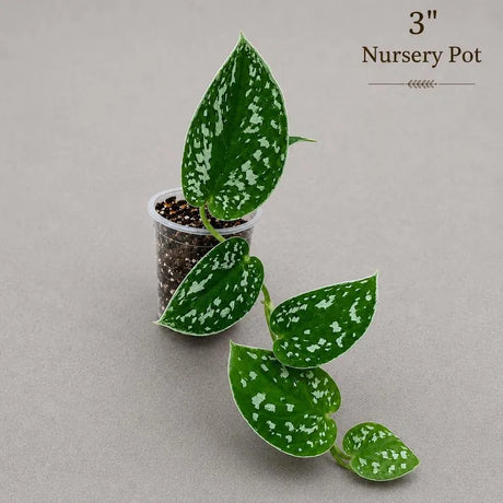 Silver Pothos Live Plant - RARE Silver Satin or Silvery Anne - Scindapsus Pictus - Silver Leaf Tropical Indoor Houseplant - Hardy Houseplant