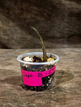 Pink Variegated Raven ZZ Plant (Sep-8-29-ER)