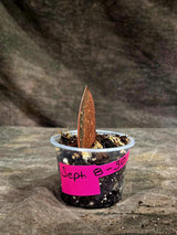 Pink Variegated Raven ZZ Plant (Sep-8-30-ER)