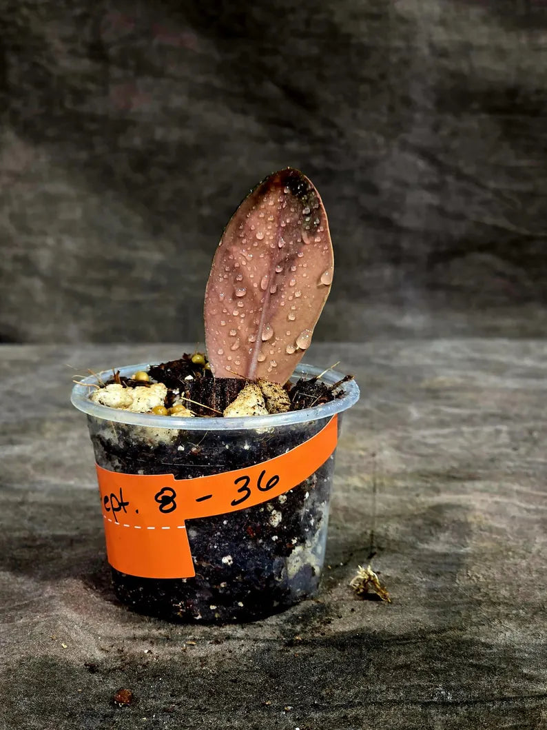 Pink Variegated Raven ZZ Plant (Sep-8-36-ER)