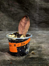 Pink Variegated Raven ZZ Plant (Sep-8-36-ER)
