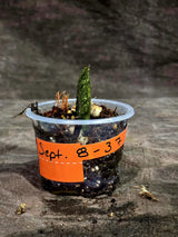 Pink Variegated Raven ZZ Plant (Sep-8-37-ER)
