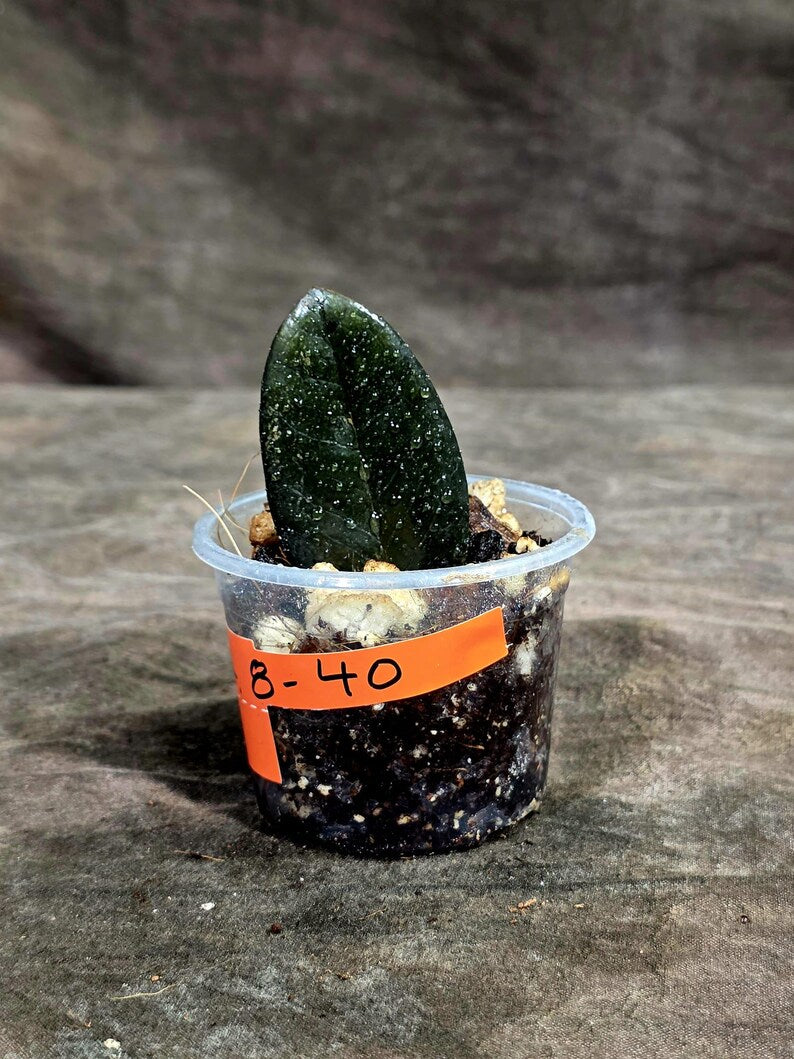 Pink Variegated Raven ZZ Plant (Sep-8-40-ER)