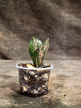 Pink Variegated Raven ZZ Plant (Sep-8-46-ER)