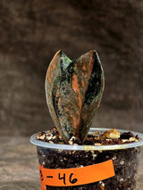 Pink Variegated Raven ZZ Plant (Sep-8-46-ER)