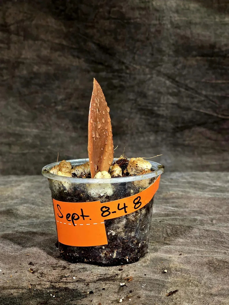Pink Variegated Raven ZZ Plant (Sep-8-48-ER)