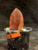 Pink Variegated Raven ZZ Plant (Sep-8-48-ER)